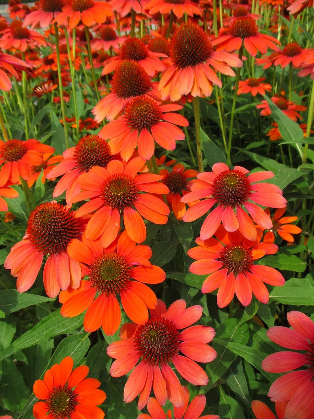 Orange Coneflower Perennial Gallon Pot T37205