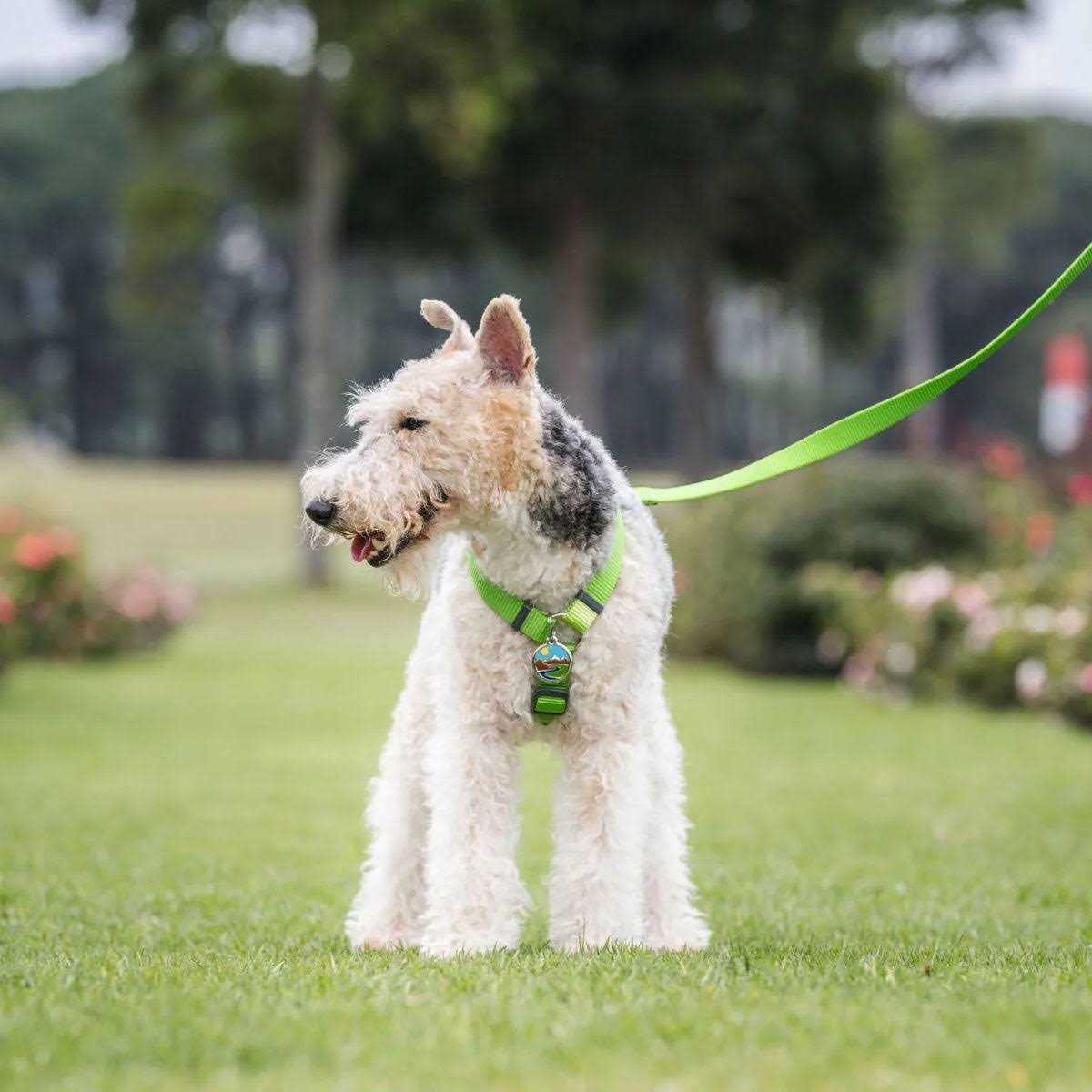 Enamel Pet ID Tag X125